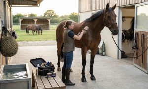 Cuidados com Cavalos: O Guia Definitivo para a Saúde e Bem-Estar do Seu Cavalo